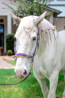 Sponsor a Horse logo