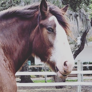 Sponsor a Horse logo