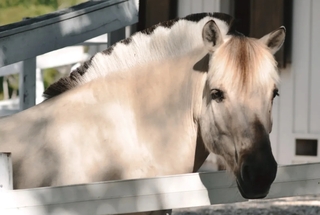 Sponsor a Horse logo